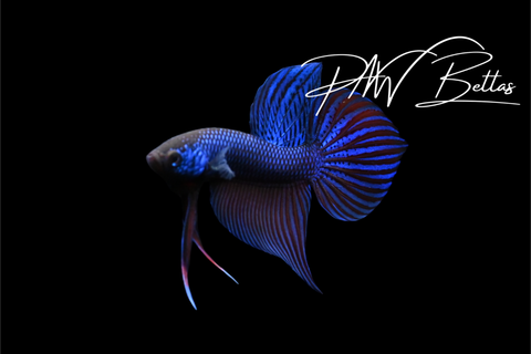 Blue Smaragdina Male | Franks Bettas Wild Type | FW126