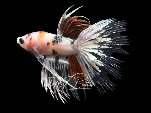 Copper Koi Crowntail Male Betta | M3019