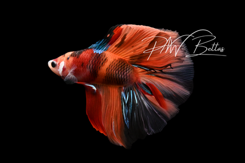 Koi DTHM Male Betta | M5013