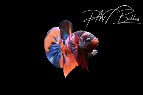 Candy Koi HMPK Male Betta | 5204