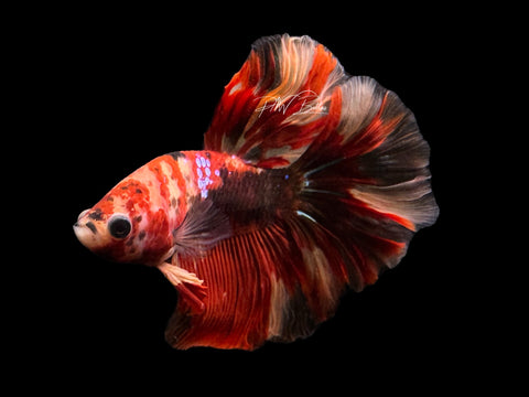 Nemo HM Male Betta | M2576