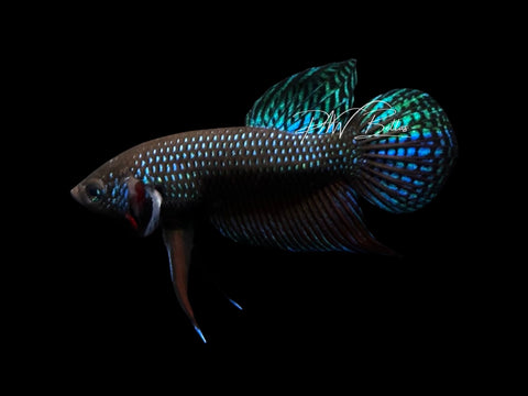 Smaragdina Guitar Male Betta | M3095