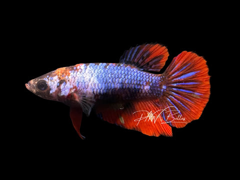 Marble Halfmoon Female Betta | F2325