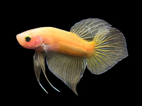 Yellow Hybrid Wild Type Male Betta | M3083