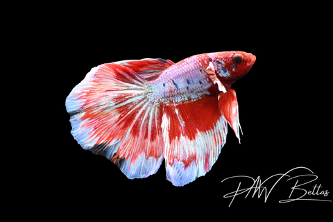 Fancy Marble Delta Male Betta | 5145