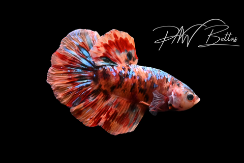 Candy Koi HMPK Male Betta | M5115