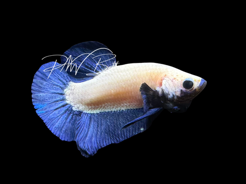Blue Rim HMPK Male Betta | M3018