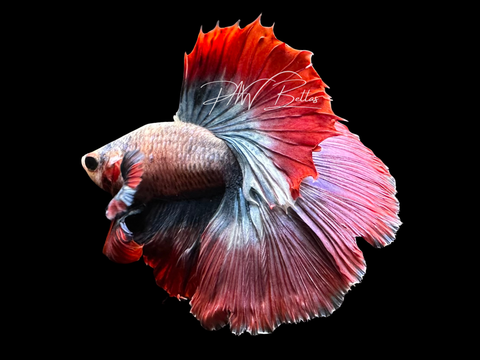Mascot Halfmoon Male Betta | M3062