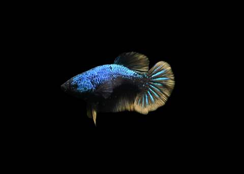 Blacklight HMPK  Female Betta | 5199