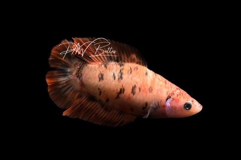 Tiger DTPK Female Betta | F4041