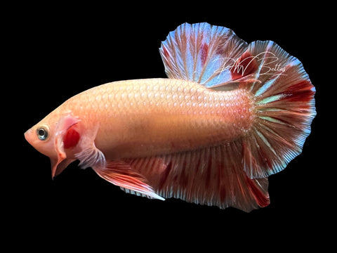 Orange Armageddon HMPK Male Betta | M4027