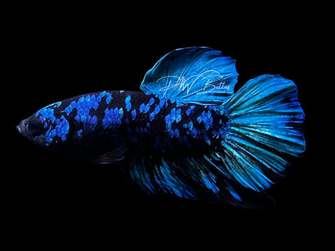 Avatar HMPK Male Betta | M2785