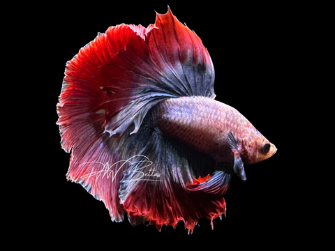 Mascot Halfmoon Male Betta | M3062