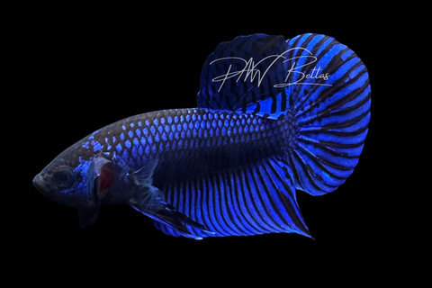 Blue Mahachaiensis Betta | Wild Bettas