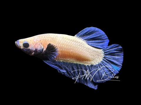 Blue Rim HMPK Male Betta | M3018
