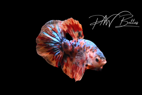 Candy Koi HMPK Male Betta | M5115