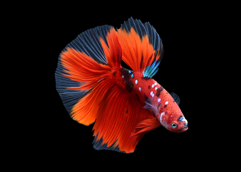 Red Galaxy Halfmoon Male Betta | 5252
