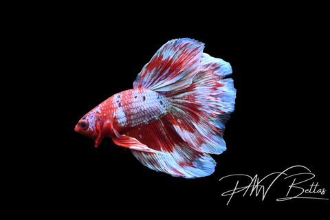 Fancy Marble Delta Male Betta | 5145