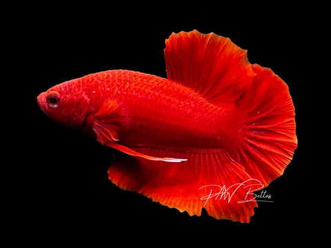 Super Red HMPK Male Betta | M2815