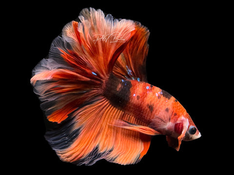 Nemo HM Male Betta | M2592