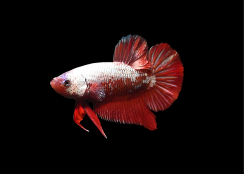 Red Samurai HMPK Male Betta | 5204