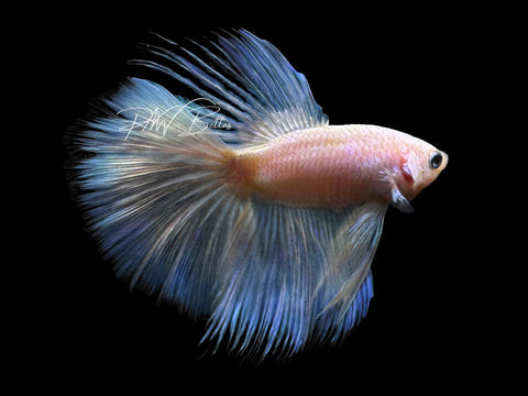 Pastel Halfmoon Male Betta | M2310