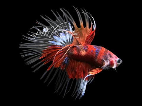 Nemo Crowntail Male Betta | M3017