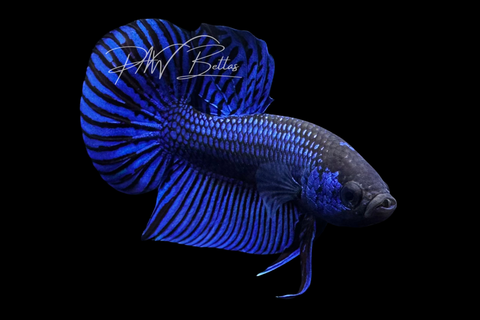 Blue Mahachaiensis Betta | Wild Bettas