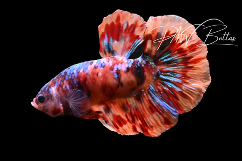 Candy Koi HMPK Male Betta | M5115