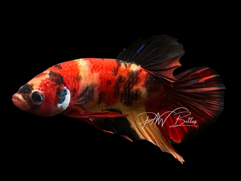 Nemo Koi HMPK Male Betta | M3061