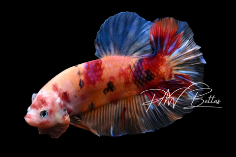 Candy Giant HMPK Male Betta | M5014