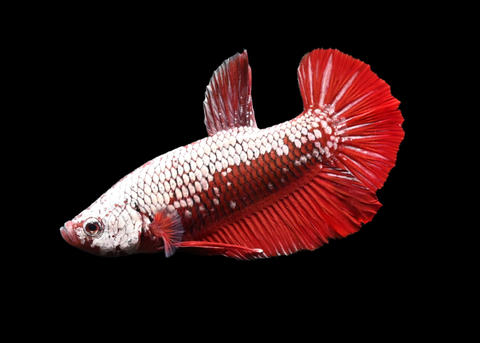 Red Samurai HMPK Male Betta | 5251
