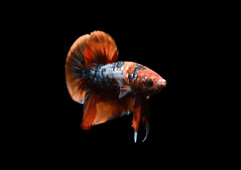 Candy Koi Male Betta | 5299
