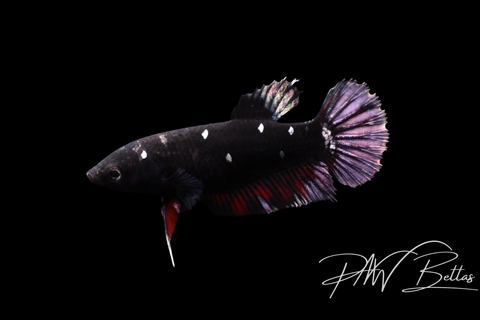 Copper Avatar HMPK Female Betta | 5146