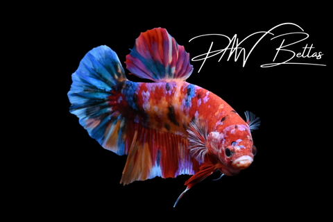 Candy Giant HMPK Male Betta | 5161