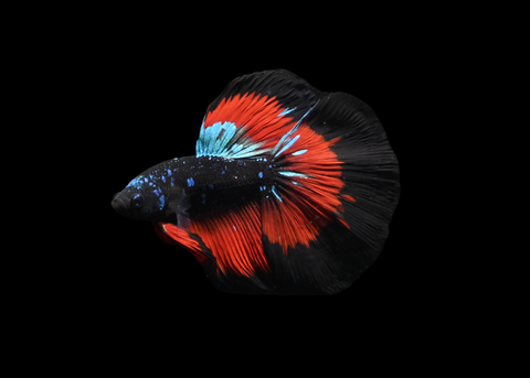 Vampire Halfmoon Male Betta | 5200