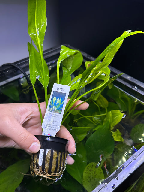 Amazon Sword | Potted