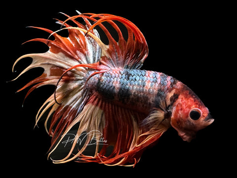 Copper Marble Crowntail Male Betta | M1492