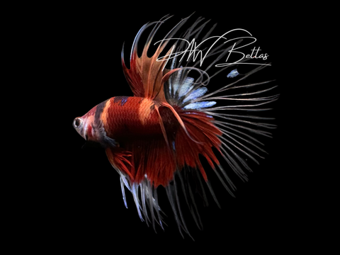 Nemo Crowntail Male Betta | M3017