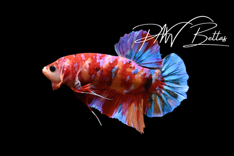 Candy Giant HMPK Male Betta | 5161