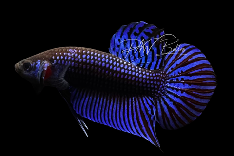 Blue Mahachaiensis Betta | Wild Bettas