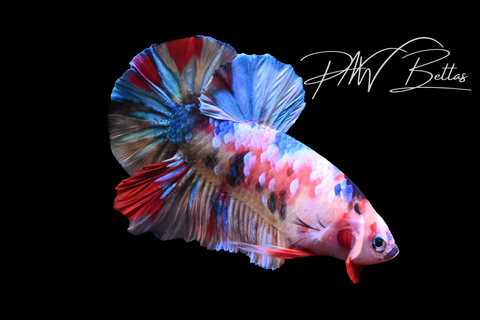 Candy Koi Galaxy HMPK Male Betta | M5116