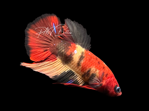 Nemo Koi HMPK Male Betta | M3061