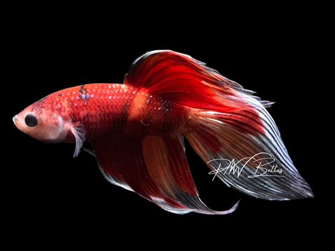 Nemo Veiltail Male Betta | M4019