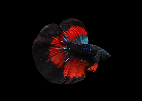 Vampire Halfmoon Male Betta | 5200