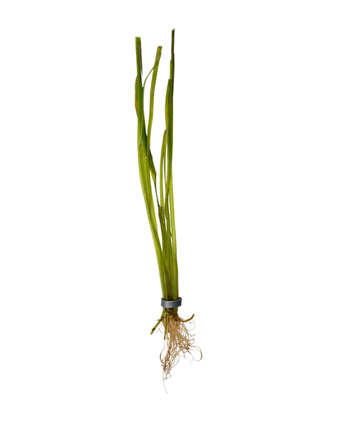 Italian Vallisneria | Vallisneria spiralis