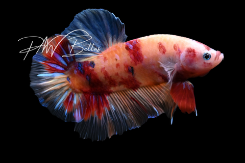 Candy Giant HMPK Male Betta | M5014