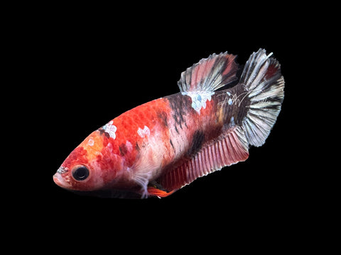 Copper Marble HMPK Female Betta | F1647