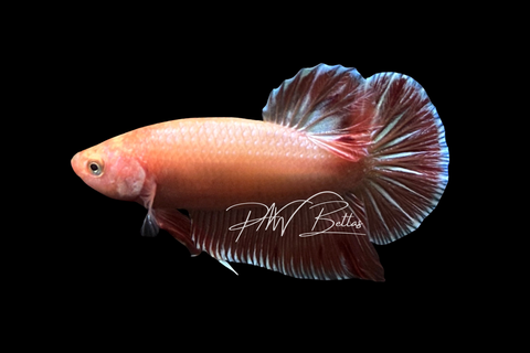 Orange Armageddon HMPK Male Betta | M4052