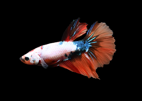 Fancy Koi Female Halfmoon Betta | 5250